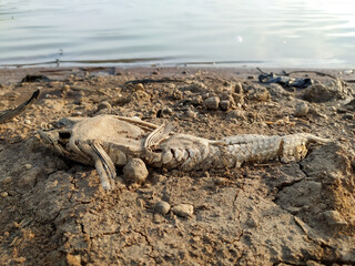 Dead Hypostomus plecostomus fish lying on the ground.