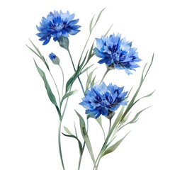 Blue cornflowers isolated on white backdrop, used in invitations, web design, prints