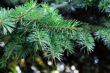 Christmas photo made of fir branches, Christmas background for the holiday