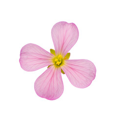 Obraz premium Small four petal radish flower in full bloom, isolated on transparent or white background. PNG 
