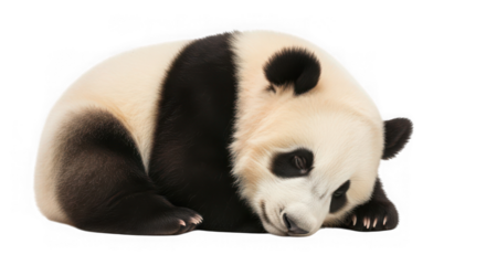 Giant panda bear sleeping and resting isolated on transparent background