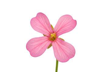 Small four petal radish flower in full bloom, isolated on transparent or white background. PNG
