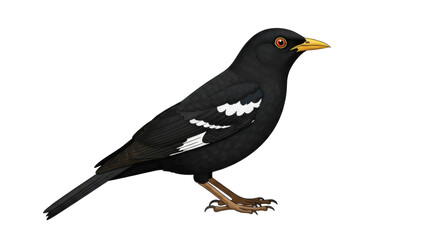 Isolated Great Myna bird, black plumage, yellow beak and brown legs; Asian bird species