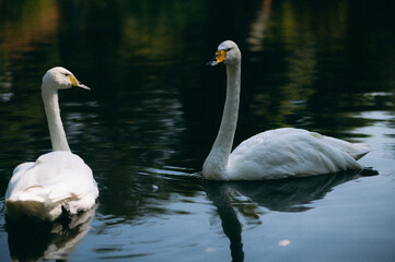 Two swans swimming on calm water, natural lake scene
