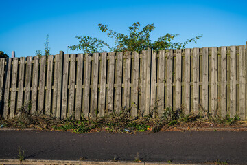 Wooden fence with green plants under blue sky.