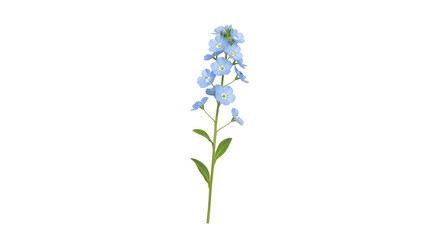 Isolated Myosotis blossom, vibrant blue Forget-Me-Not flower plant with green leaves, cut-out