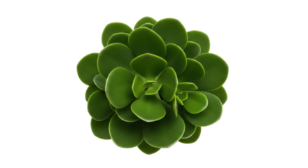 Isolated Jade Plant specimen, a succulent houseplant forming a neat compact rosette shape