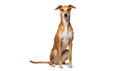 Isolated Ibizan Hound, calm and alert, sitting patiently and posing for a portrait shot