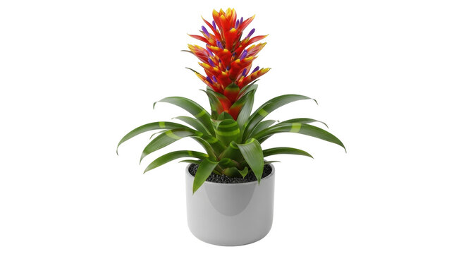 Isolated bromeliad plant, indoor greenery, potted flower for office, vivid colors, modern pot