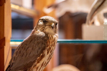 Stuffed bird with sharp beak and feathers.
