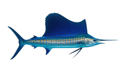 Isolated Sailfish in Vivid Detail, Majestic Marlin with Large Dorsal Fin, Sea Predator