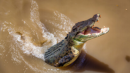 Saltwater crocodile (Crocodylus porosus) jumping out of the water, Australia © Kim