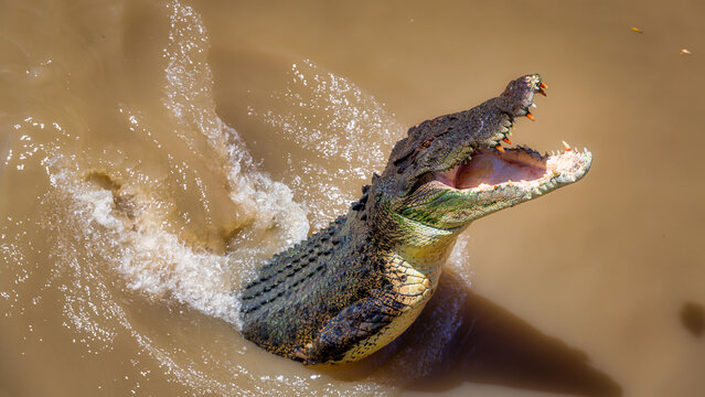 Saltwater crocodile (Crocodylus porosus) jumping out of the water, Australia