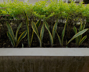 Naklejka premium Green Sansevieria Plants with Shrubs in Outdoor Garden
