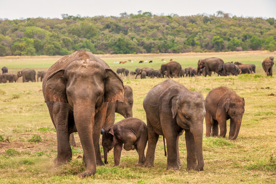 Sri Lankan elephant with calf (Elephas maximus maximus) in Minneriya National Park, Sri Lanka