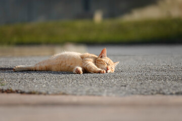 Ginger Tabby Cat Sleeping on Sunlit Asphalt, Low Angle