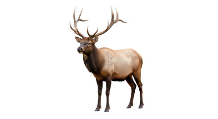 Isolated majestic male elk, Cervus canadensis, standing in view, looking at the camera
