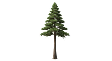 Isolated conifer tree with lush green foliage, natural looking with a tall trunk outdoor