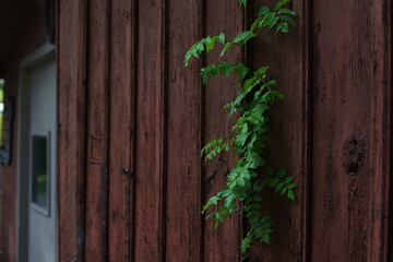 Vine growing on an old barn in Ontario, Canada.