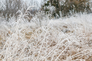 Cold winter or late autumn landscape. Wild grass in the field is frozen and completely covered with hoarfrost (frost). Atmospheric image, symbolizing silence, cold and waiting for winter.