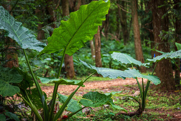 The taro flourishes in Taiwan's mountains.