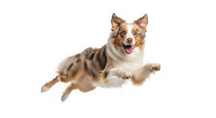 A happy australian shepherd dog jumping in midair with its tongue out, isolated on transparent background