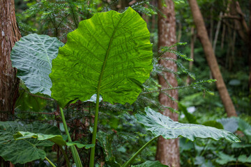 Fototapeta premium The taro flourishes in Taiwan's mountains.