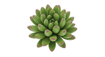 Isolated vibrant succulent rosette plant with plump, tightly packed leaves on a plain surface