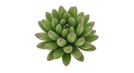 Isolated vibrant succulent rosette plant with plump, tightly packed leaves on a plain surface