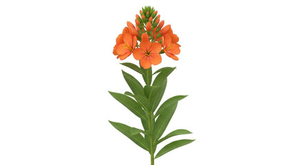 Isolated orange flower with leaves, close-up plant on light backdrop for design, nature item