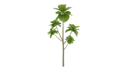 Isolated ornamental plant with green foliage, single stem decorative element for floristry