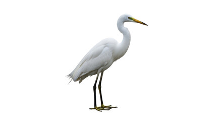 Isolated Great Egret standing gracefully, a beautiful bird with long legs and neck, elegant