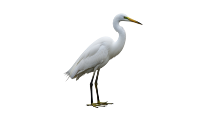 Isolated Great Egret standing gracefully, a beautiful bird with long legs and neck, elegant