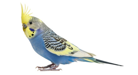 Isolated budgerigar perches in close-up side view, displaying yellow feathers and bluish hues