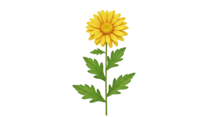 Isolated flowering yellow Chrysanthemum with stem and green foliage against no backdrop