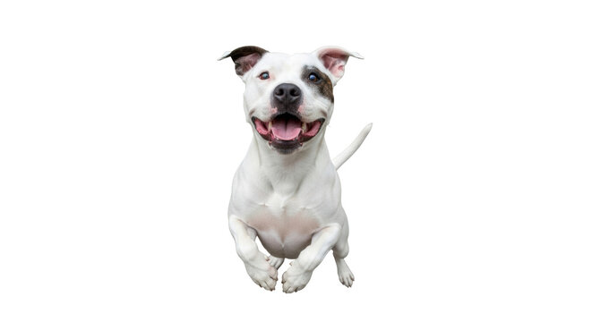 Isolated happy dog running towards the camera with an open mouth and a tail wagging freely