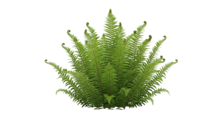 Isolated green fern with curled tips against a clean backdrop, tropical plant foliage