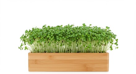 Fototapeta premium Fresh Green Microgreens in Wooden Planter