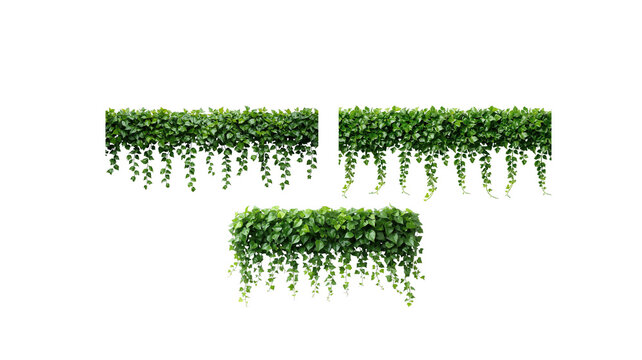 Hanging Greenery on transparent background