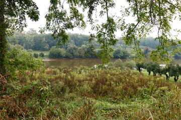 Lush Vegetation at the River Shoreline