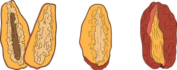 Detailed colored vector art of dates, showcasing dried dates. Ideal for food, culinary, or nature themed designs.