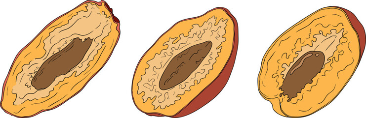 Detailed colored vector art of dates, showcasing dried dates. Ideal for food, culinary, or nature themed designs.