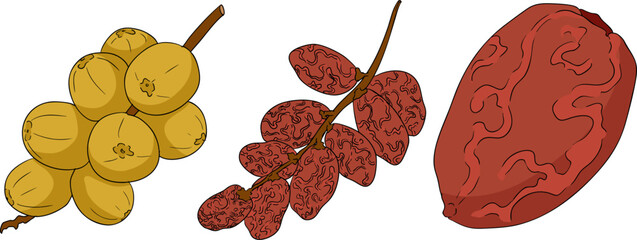 Detailed colored vector art of dates, showcasing dried dates. Ideal for food, culinary, or nature themed designs.