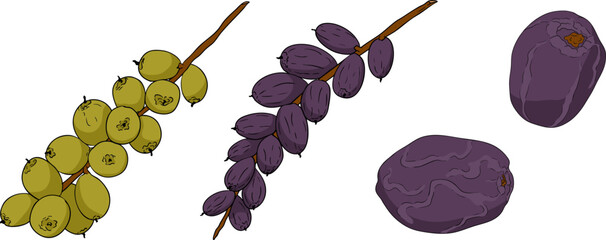 Detailed colored vector art of dates, showcasing dried dates. Ideal for food, culinary, or nature themed designs.
