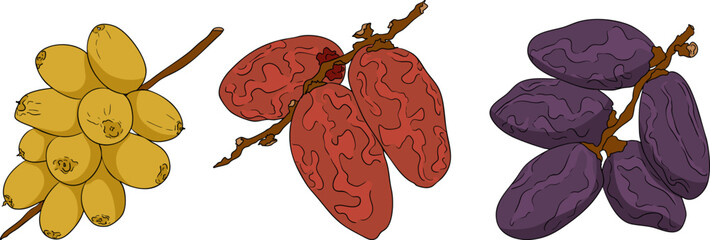 Detailed colored vector art of dates, showcasing dried dates. Ideal for food, culinary, or nature themed designs.