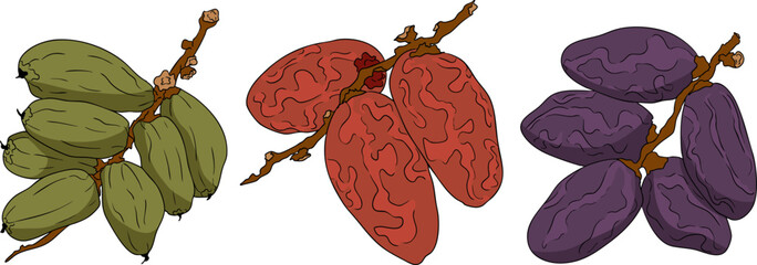 Detailed colored vector art of dates, showcasing dried dates. Ideal for food, culinary, or nature themed designs.