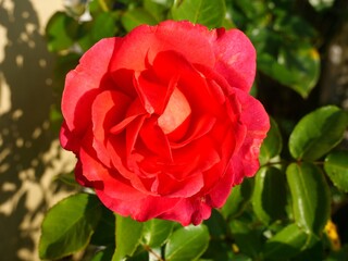 Red rose blooming in a garden with green leaves