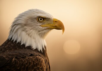 Obraz premium Majestic Bald Eagle Portrait at Golden Hour