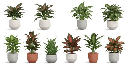 Fototapeta premium Diverse Collection of Potted Indoor Plants Isolated on White