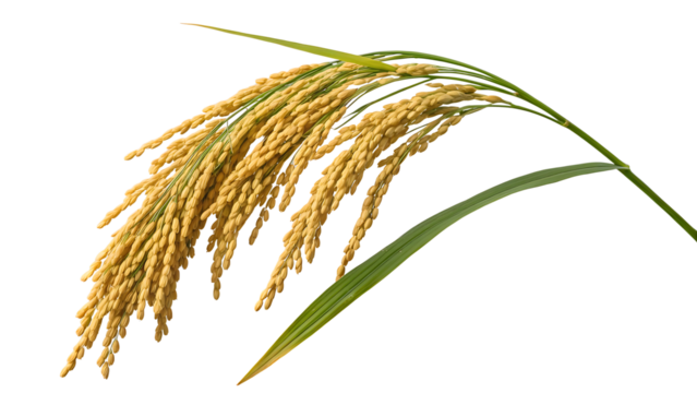 Golden rice paddy on a black background showing grains and leaves symbolizing harvest season and sustainable agriculture food source